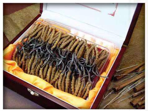 西畴冬虫夏草回收